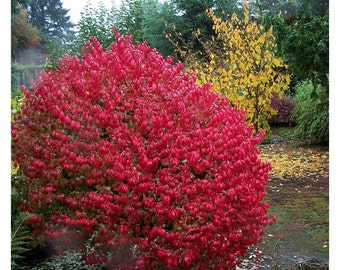 Images Little Giant Dwarf Arborvitae Thuja Live Plant Trade Etsy salutations