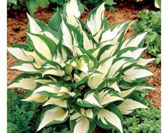 White flower garden | Etsy