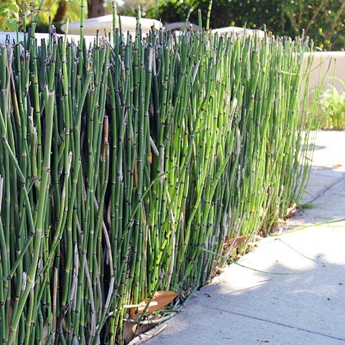Horsetail Reed Puzzle Grass 1 Potted Plant Privacy Screen ...