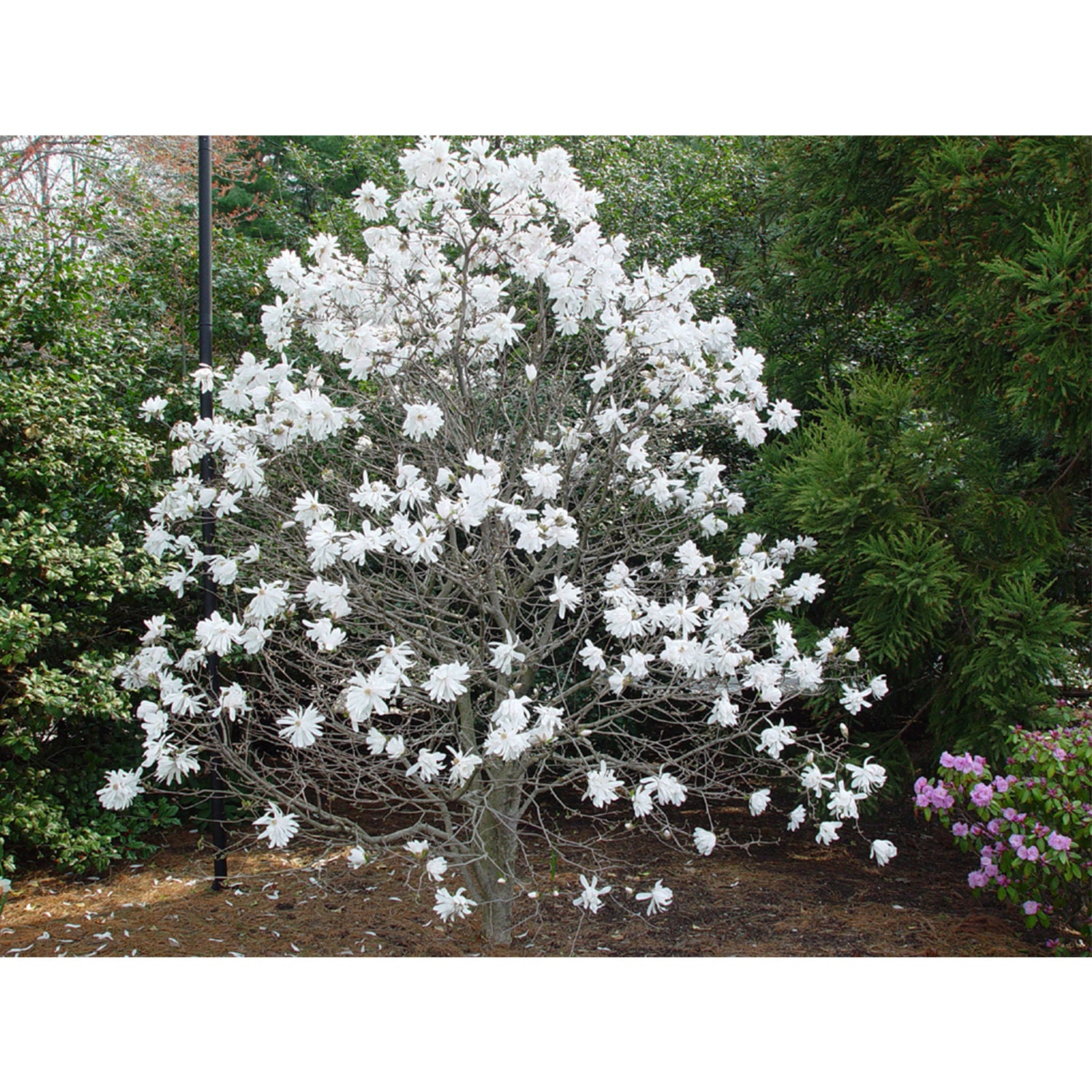 Royal Star Magnolia Tree