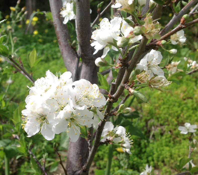 Methley Plum Self Pollinating 1 Gallon Potted Plant Etsy