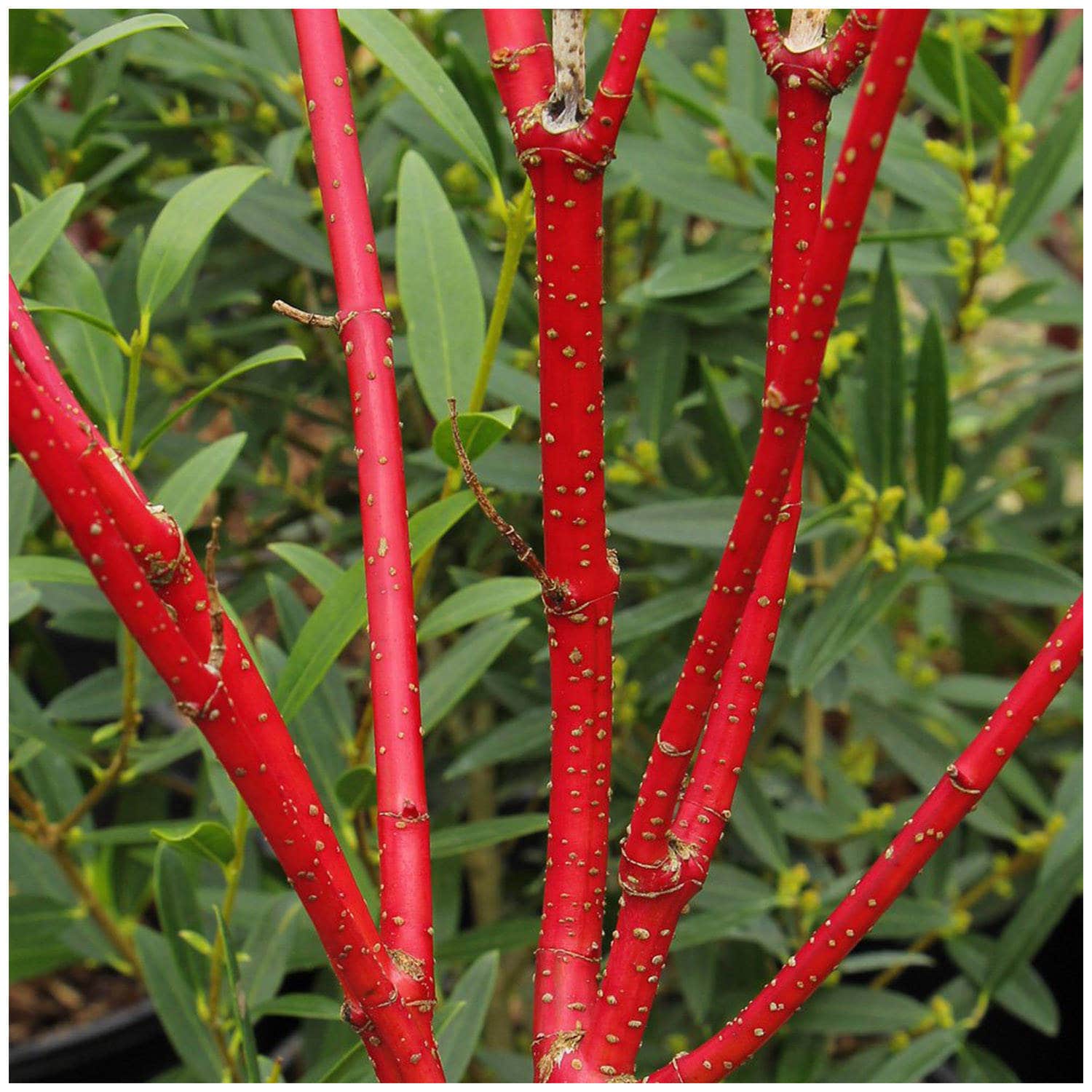 Red Twig Dogwood 1 Gallon Potted Plant Red Osier Dogwood