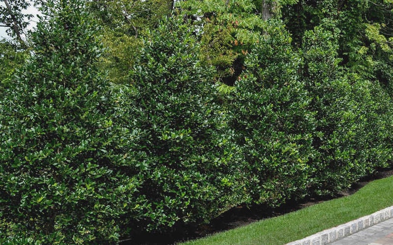 Winter Berry 3 Pack Holly Bush Landscaping Live Plants Nellie R Stevens Holly Tree 6-10 Evergreen Super Roots 4Potted Plants