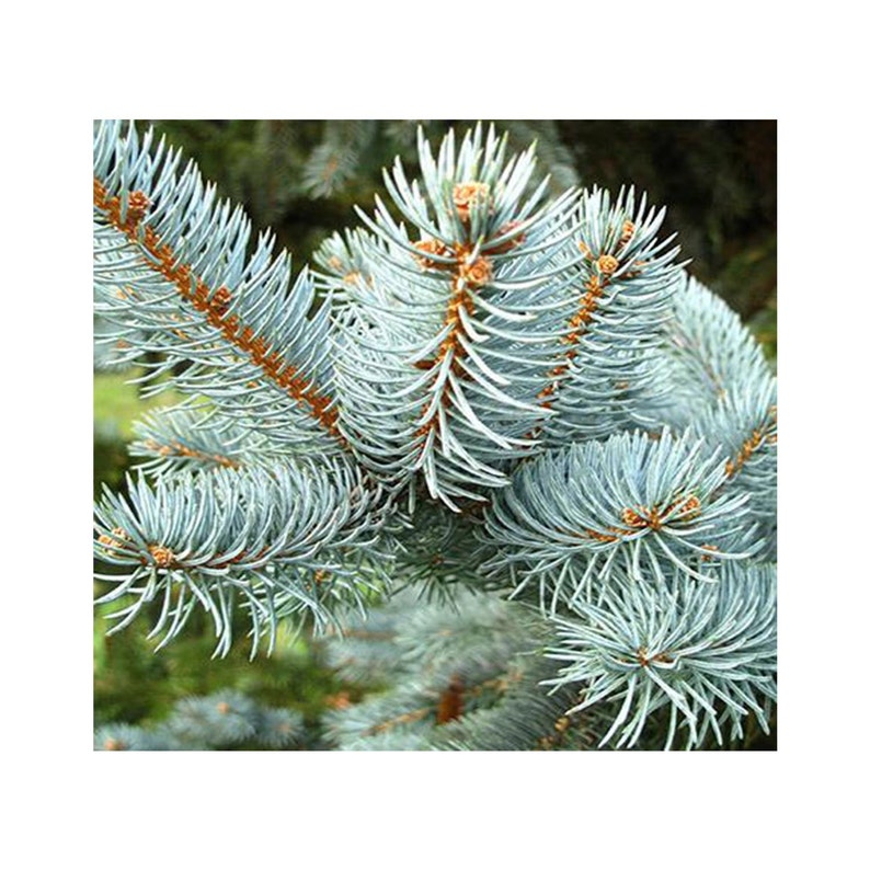 Colorado Blue Spruce 6 Potted Plants in 2.5 Pots Picea Etsy