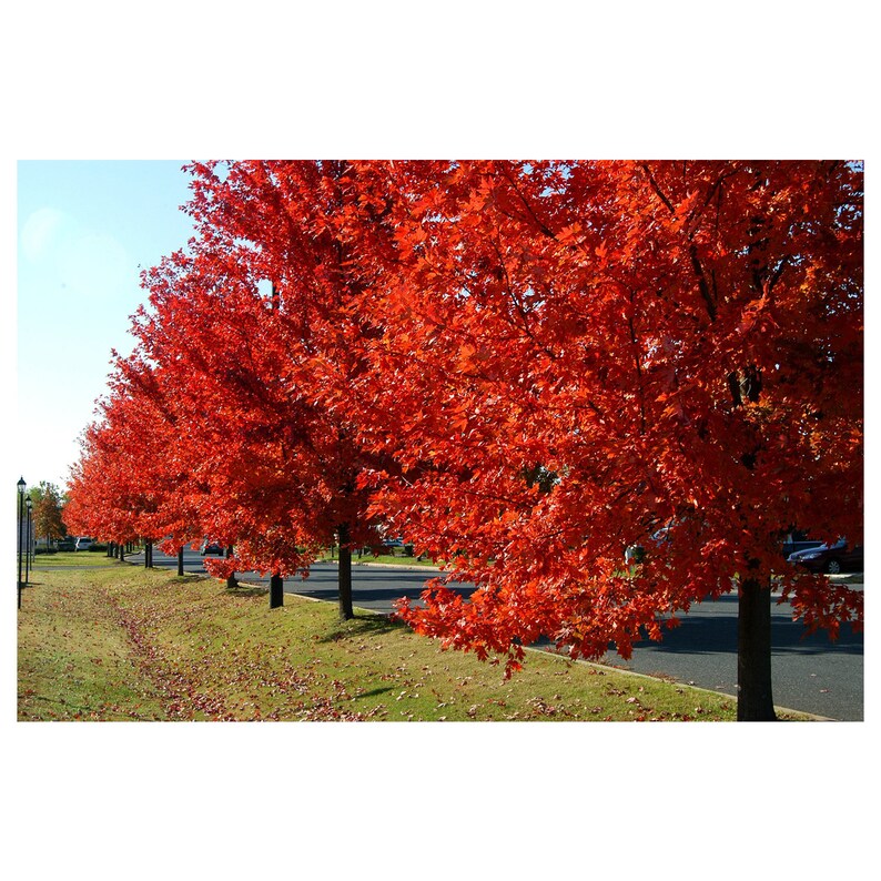 autumn blaze maple in colorado autumn blaze maple in colorado