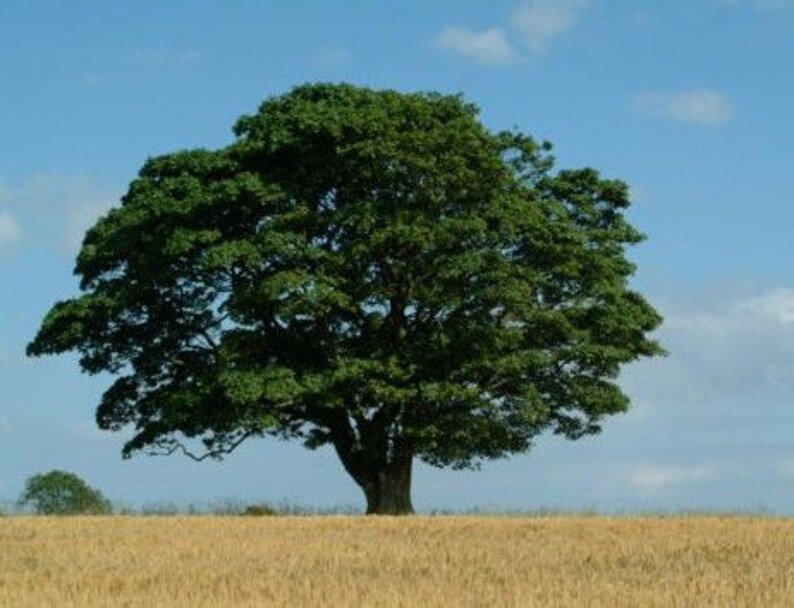 Друиды ясень. Ива ломкая шаровидная булата. Плакучая ива дерево. Дерева тол. Дерева тол.