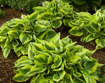 plant hosta quart potted perennial patriot dense foliage attracts landscaping border birds rock gardens