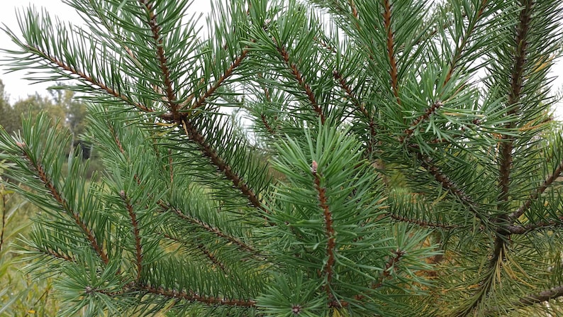 Needles Scotch Pine 12 Potted Plants in 2.5 Pots Christmas Tree Pinus Sylvestris Fragrant Coniferous Evergreen French Dark Green