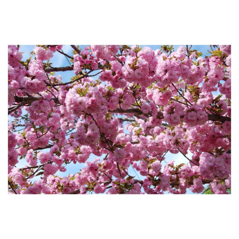 Landscaping Pink Blossoms Deciduous Tree Full Sun Kwanzan Cherry Tree Fall Colors Double Pink Flowers 1 Gallon Potted Beautiful