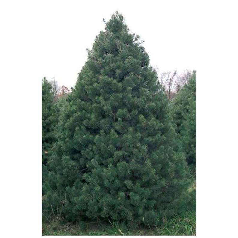 Needles Scotch Pine 12 Potted Plants in 2.5 Pots Christmas Tree Pinus Sylvestris Fragrant Coniferous Evergreen French Dark Green