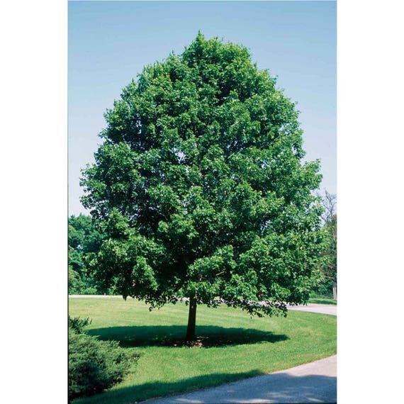 Sugar Maple 1 Gallon Potted Plant Landscaping Live Healthy Etsy