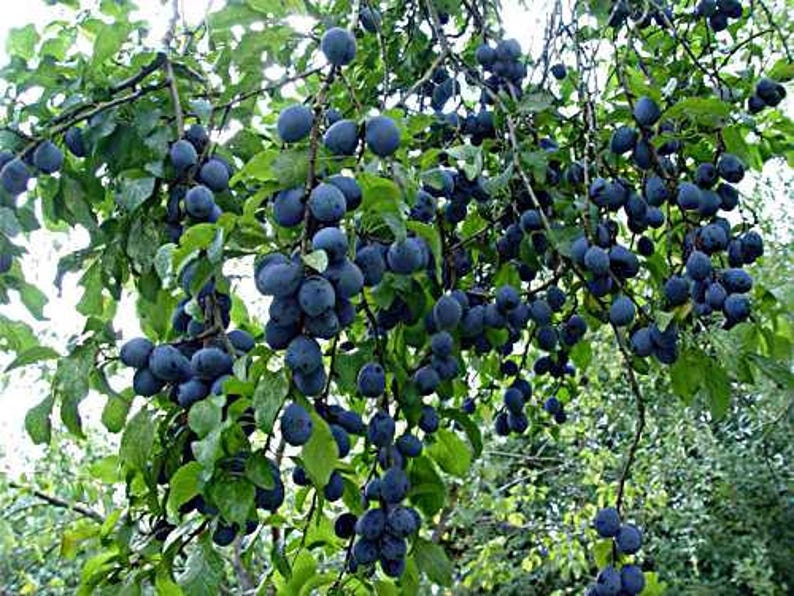 Blue Damson Plum 1 Gallon Potted Plant Self Pollinating Etsy