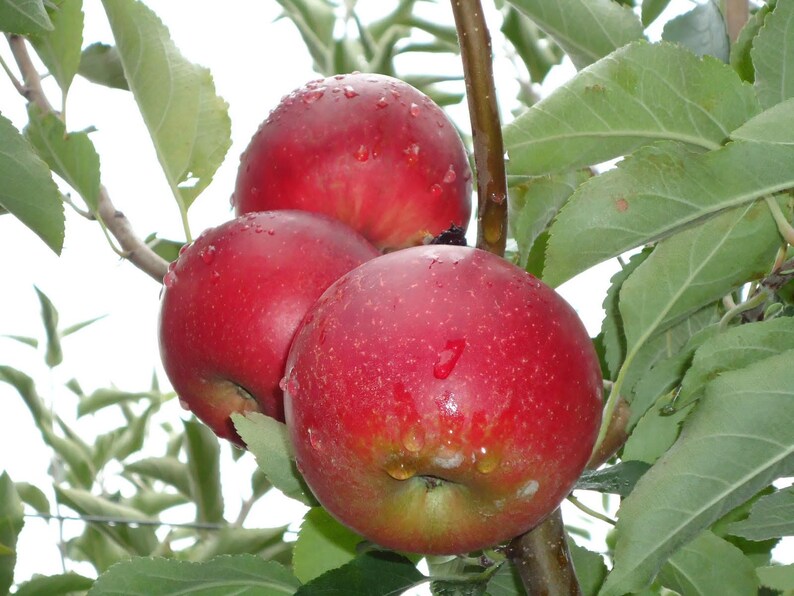 Jonathan Apple Tree 1 Gallon Potted Plant Crisp Sweet Tart Etsy