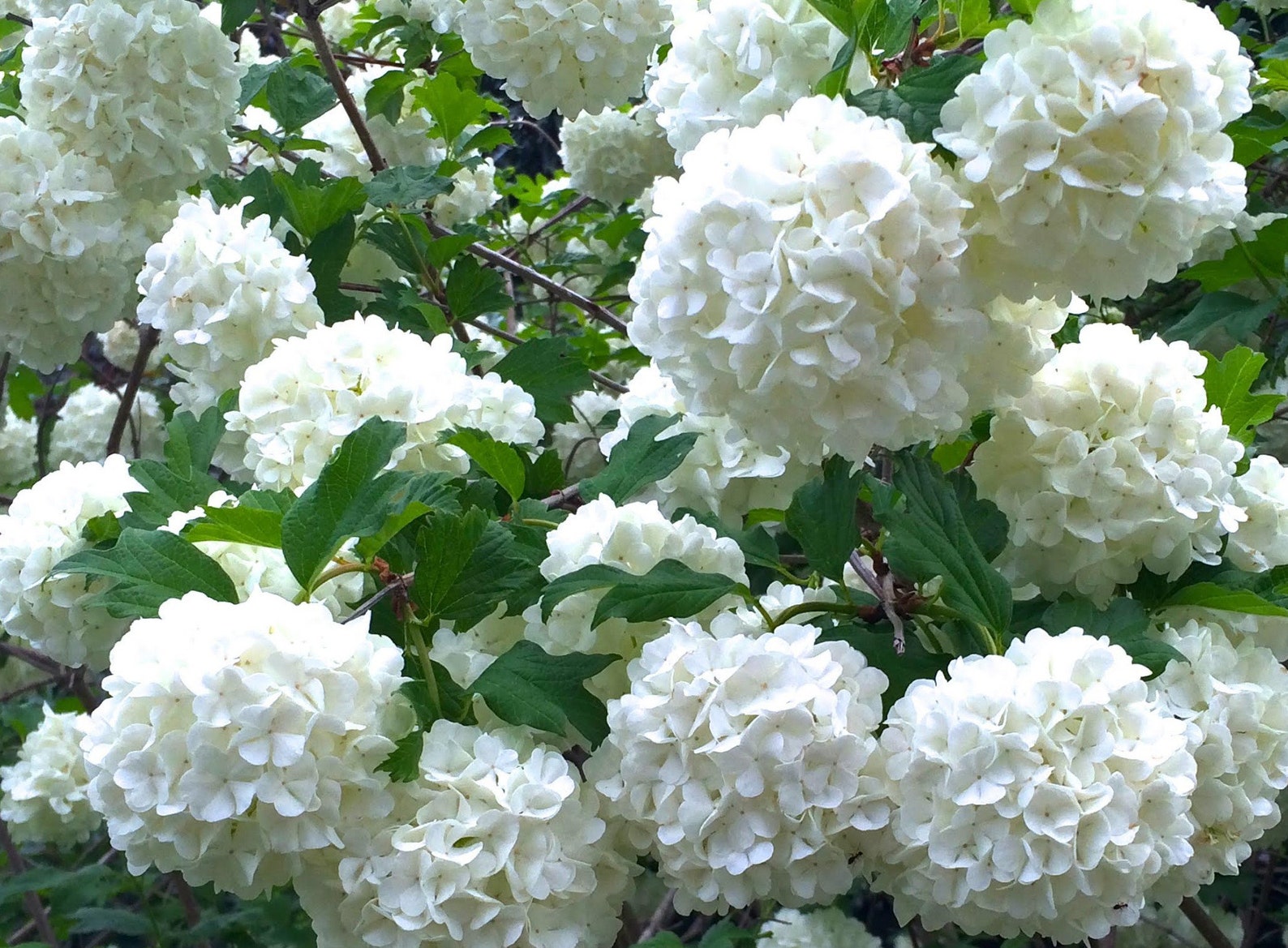 Common Snowball Bush Viburnum 1 Gallon Potted Plant White Etsy