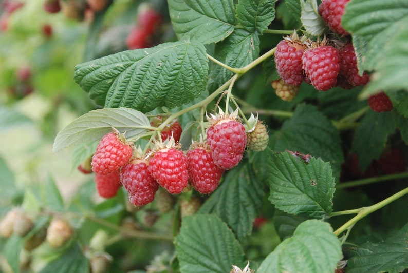 Canby Raspberry Plant Potted Plant 1 Gallon Pot Thornsless Etsy
