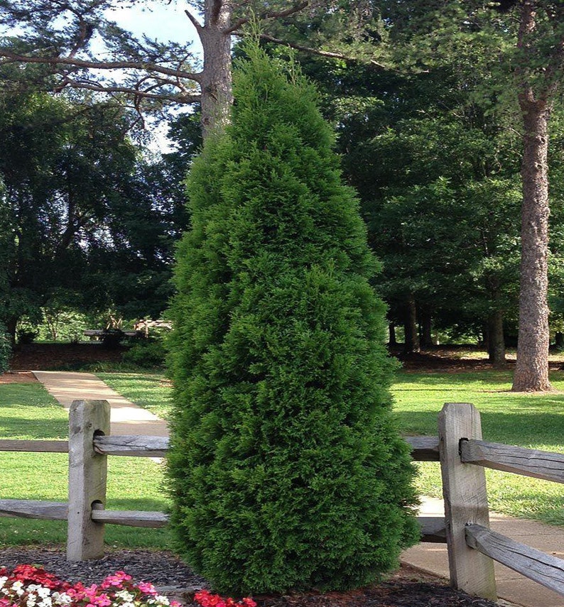 Green Giant Arborvitae 12 pack 2 1/2 Potted Plant Etsy