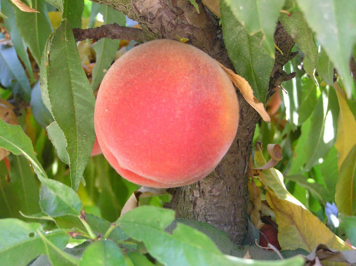 Empress Peach Tree 1 Gallon Potted Plant Freestone Hardy Etsy