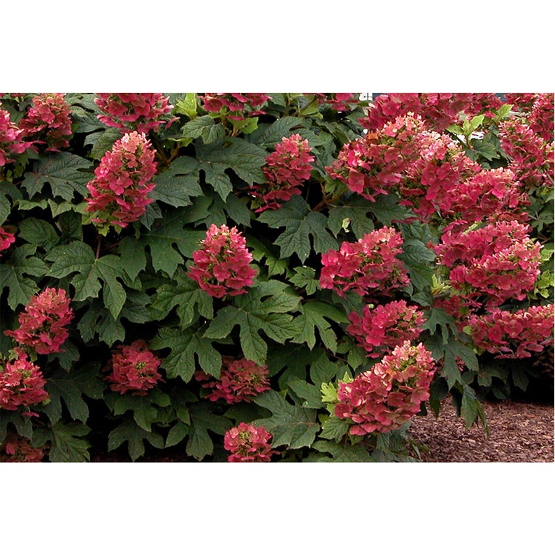 Ruby Slippers Hydrangea 1 Gallon Potted Plant Red Oakleaf Etsy
