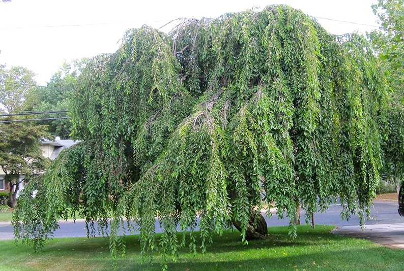 1 Gallon Potted Plant Shidare Yoshino Weeping Cherry Tree Pale Pink Blossoms