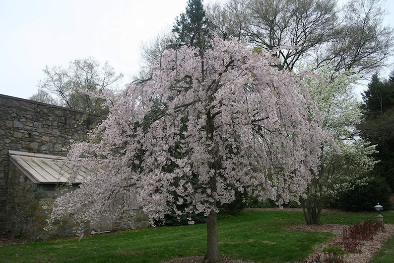 1 Gallon Potted Plant Shidare Yoshino Weeping Cherry Tree Pale Pink Blossoms
