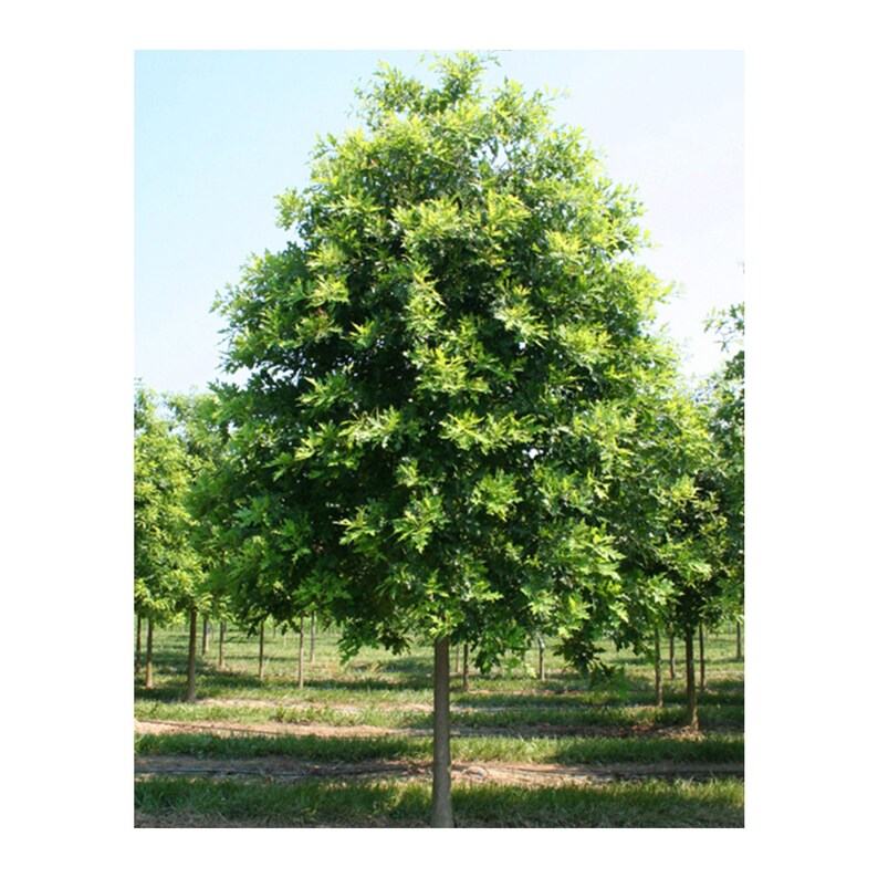 Pin Oak Tree Quercus Palustris 1 Gallon Potted Plant Etsy
