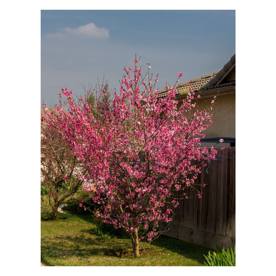 Flavortop Nectarine Self Pollinating 1 Gallon Potted Plant Etsy