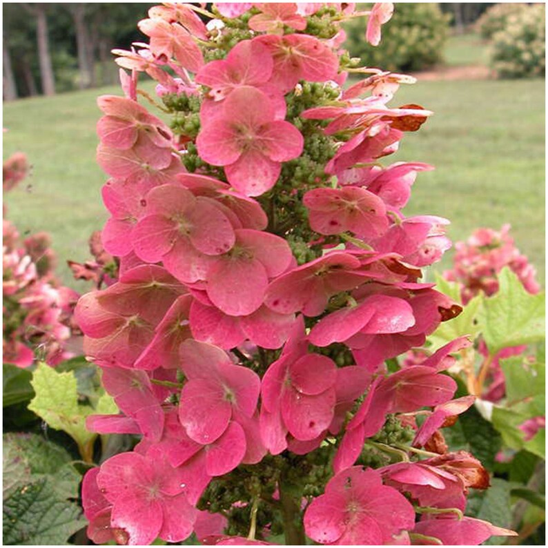 Ruby Slippers Hydrangea 1 Gallon Potted Plant Red Oakleaf Etsy