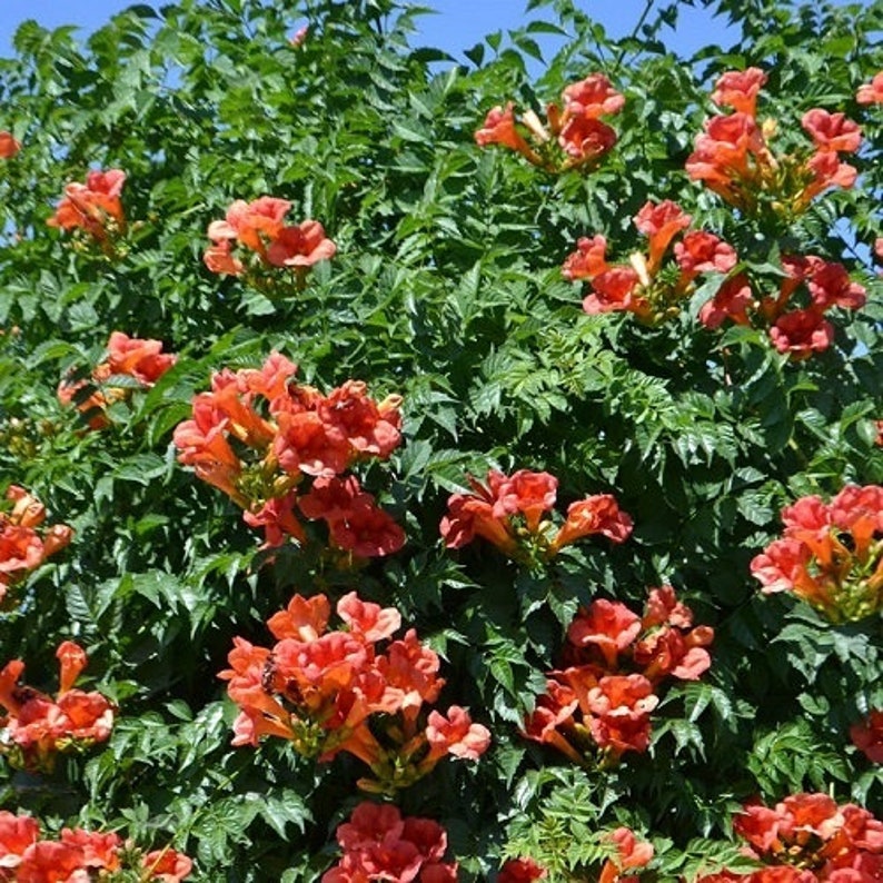 Orange Trumpet Vine 1 Plant in a 1 Gallon Pot Fast