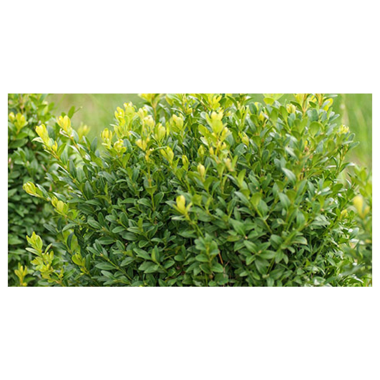 Boxwood Shrubs In Pots Samyysandra Com