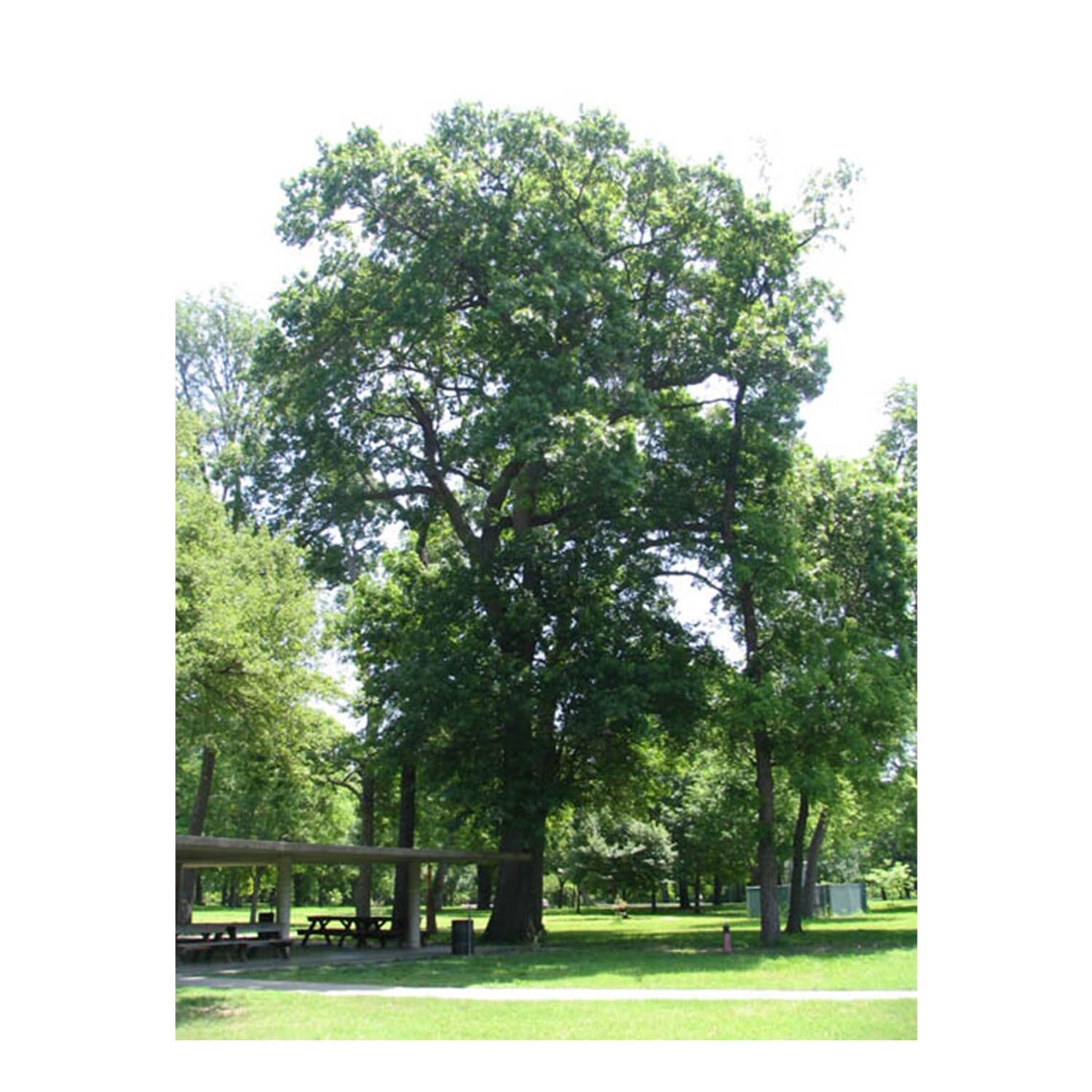 Shumard Oak Tree 1 Gallon Potted Plant Quercus Shumardii