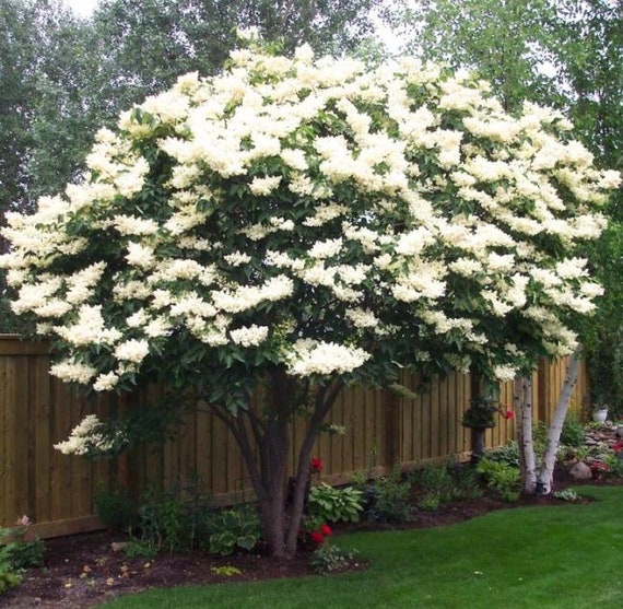 Japanese Lilac Tree Syringa Reticulata 1 Gallon Potted Etsy