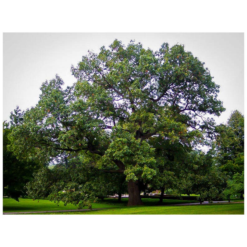 Black Oak Tree Smoothbark Oak Quercus velutina 1 Gallon | Etsy
