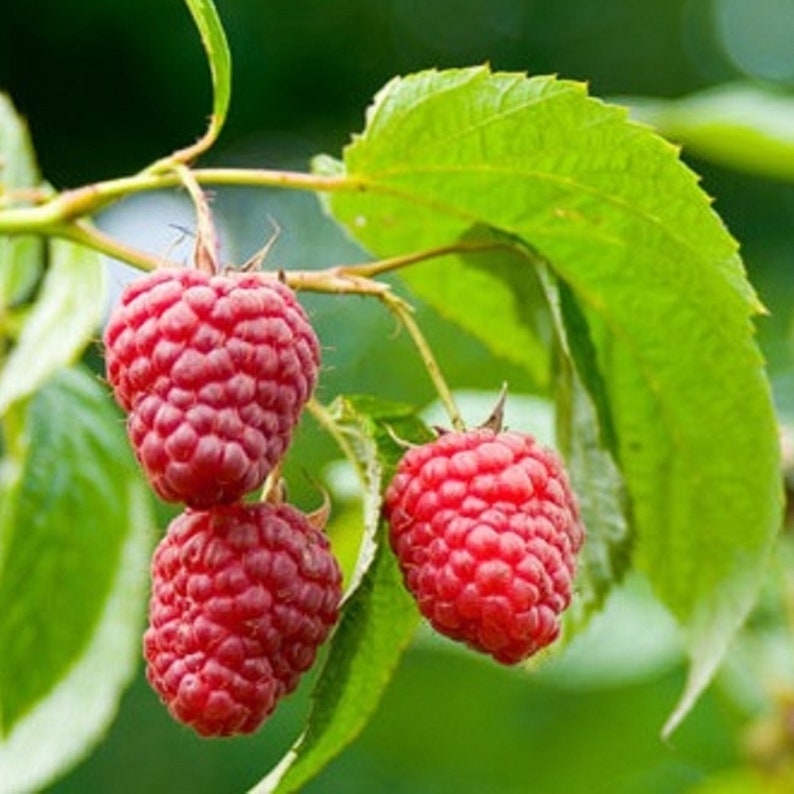Canby Raspberry Plant Potted Plant 1 Gallon Pot Thornsless Etsy