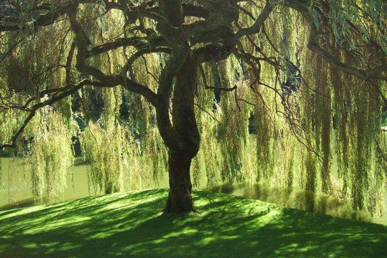 Weeping Willow Tree 1 Gallon Potted Plant Salix babylonica Etsy