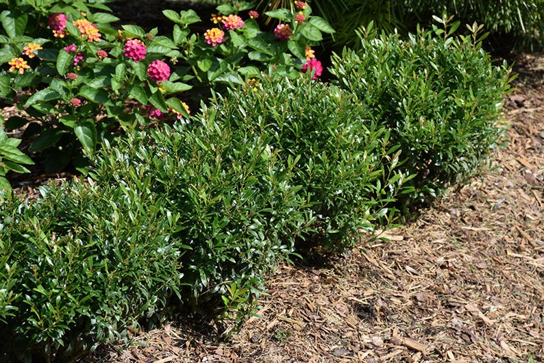 Inkberry Holly 1 Gallon Potted Plant Ilex Evergreen Etsy