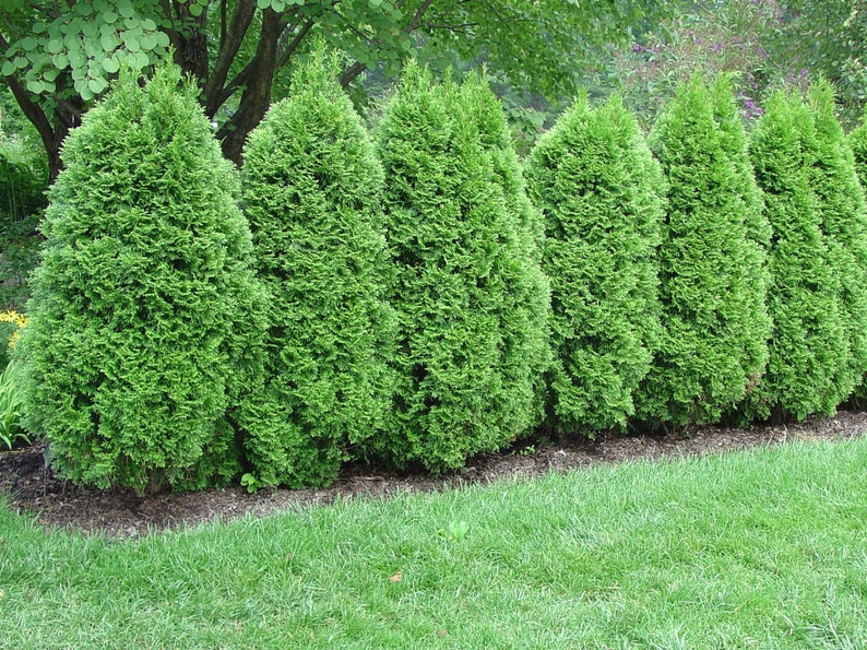 Green Giant Arborvitae 12 pack 2 1/2 Potted Plant Etsy