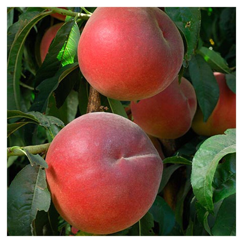 Flavortop Nectarine Self Pollinating 1 Gallon Potted Plant Etsy