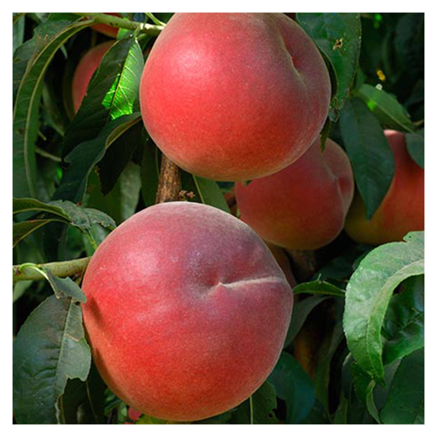 Flavortop Nectarine Self Pollinating 1 Gallon Potted Plant Etsy