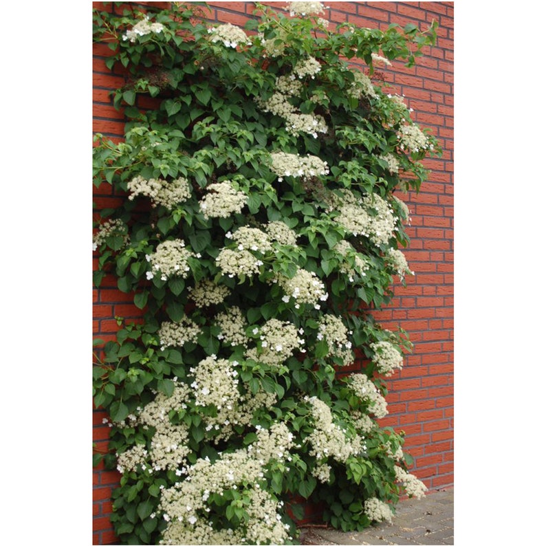 Climbing Hydrangea 1 Gallon Potted Plant White Blooms Live Etsy