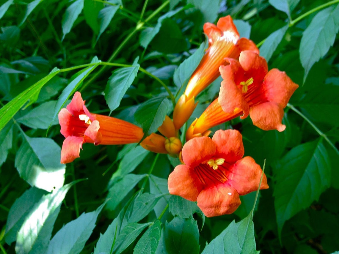 Orange Trumpet Vine 1 Plant in a 1 Gallon Pot Fast Climbing Etsy