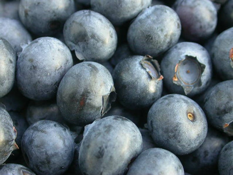 Duke Blueberry 1 Gallon Potted Highbush Blueberries 24 Etsy