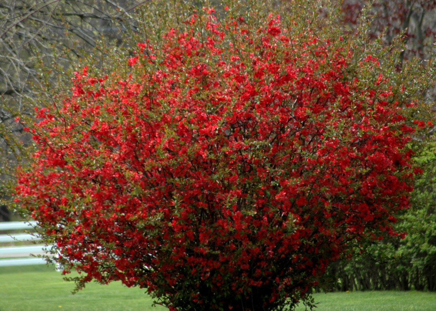 Texas Scarlet Flowering Quince, 1 Gallon Potted Plant, Bush, Landscaping, B...