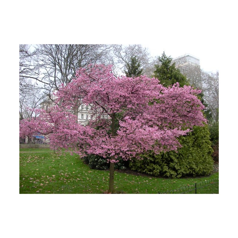 Landscaping Pink Blossoms Deciduous Tree Full Sun Kwanzan Cherry Tree Fall Colors Double Pink Flowers 1 Gallon Potted Beautiful