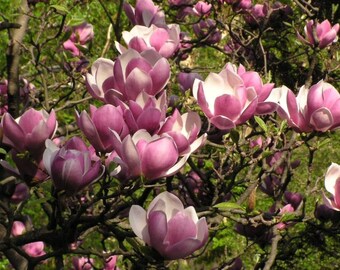 Saucer Magnolia, Soulangeana Magnolia, 1 Gallon Potted Plant, Pink and White Blossoms, Landscaping, Healthy, Flowering Tree, Beautiful