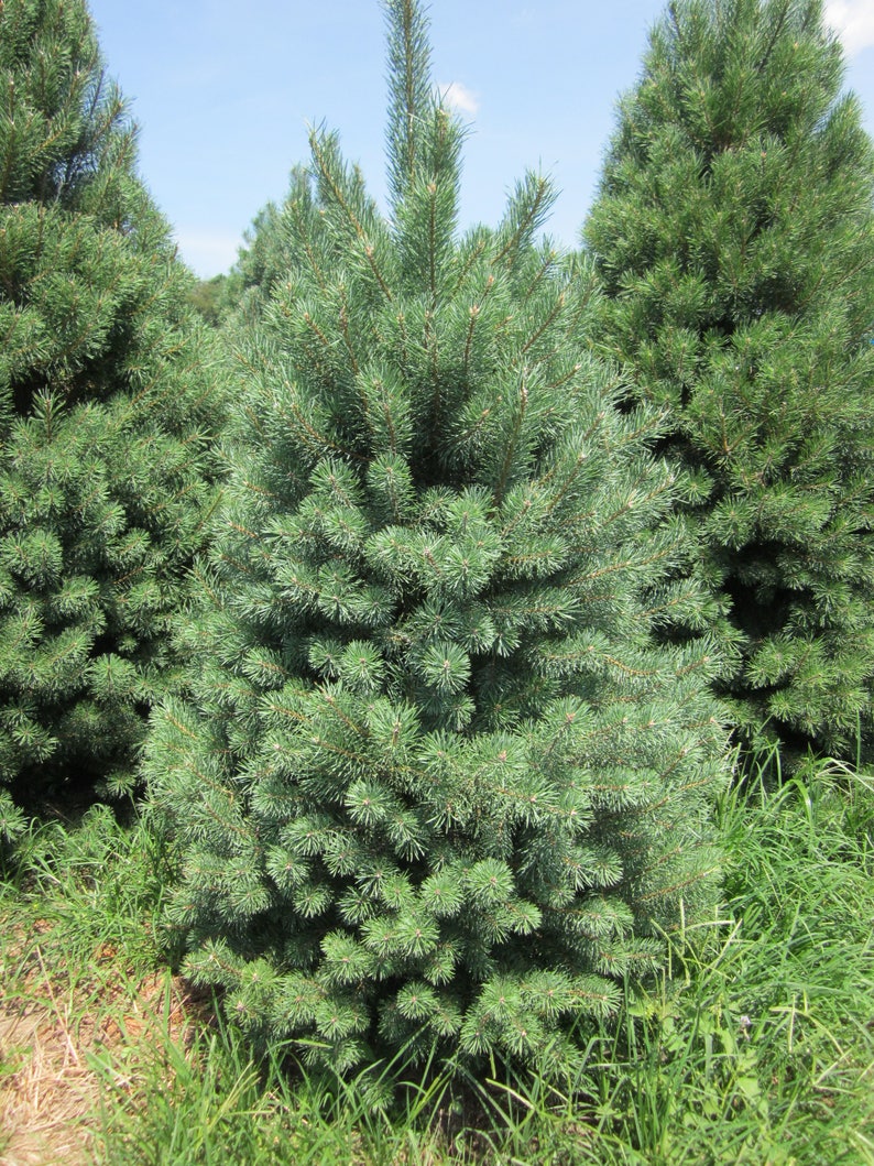 Needles Scotch Pine 12 Potted Plants in 2.5 Pots Christmas Tree Pinus Sylvestris Fragrant Coniferous Evergreen French Dark Green