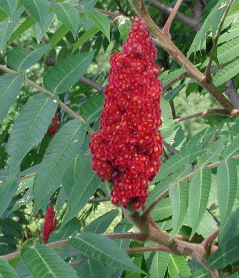 Staghorn Sumac 1 Gallon Potted Plant Landscaping Healthy Etsy
