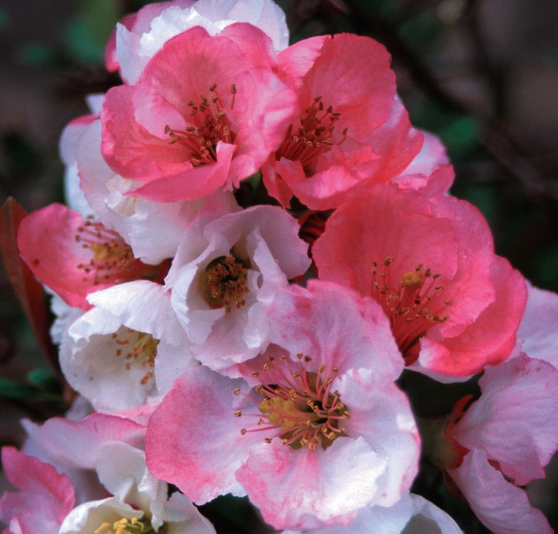Flowering Quince Toyo Nishiki 1 Gallon Potted Plant Bush Etsy
