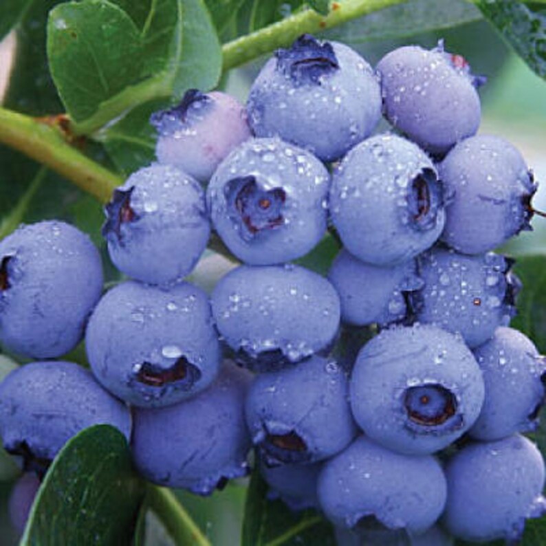 BlueCrop Blueberry 1 Gallon Potted Plant 24 Ft Tall Etsy BlueCrop Blueberry 1 Gallon Potted Plant 24 Ft Tall Etsy