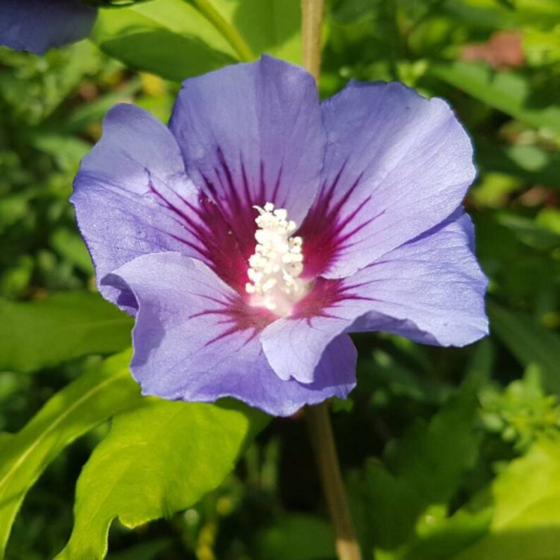 Bluebird Rose of Sharon Hibiscus syriacus 3 Potted Plant | Etsy