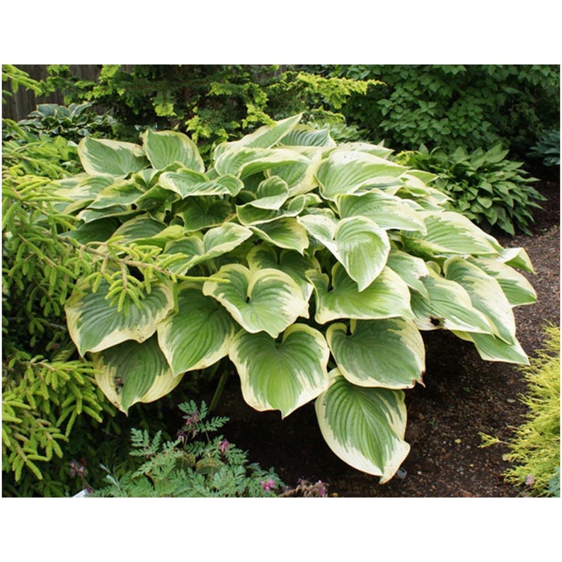 Victory Hosta 1 Quart Potted Plant Perennial Landscaping | Etsy